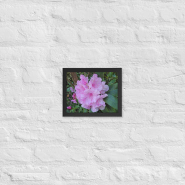 Pink Hibiscus Framed Poster