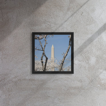 Framed Canvas - Washington Memorial through Cherry Trees