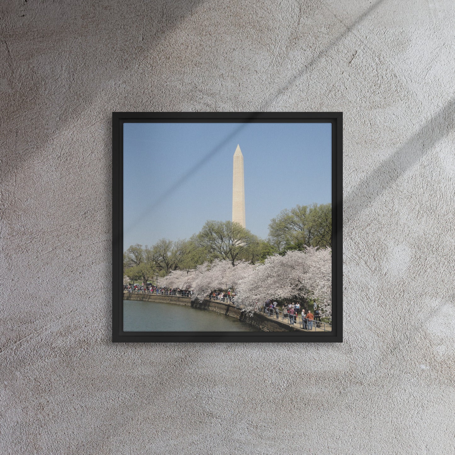 Cherry Blossoms Washington DC Framed Canvas - Pine Tree Frame