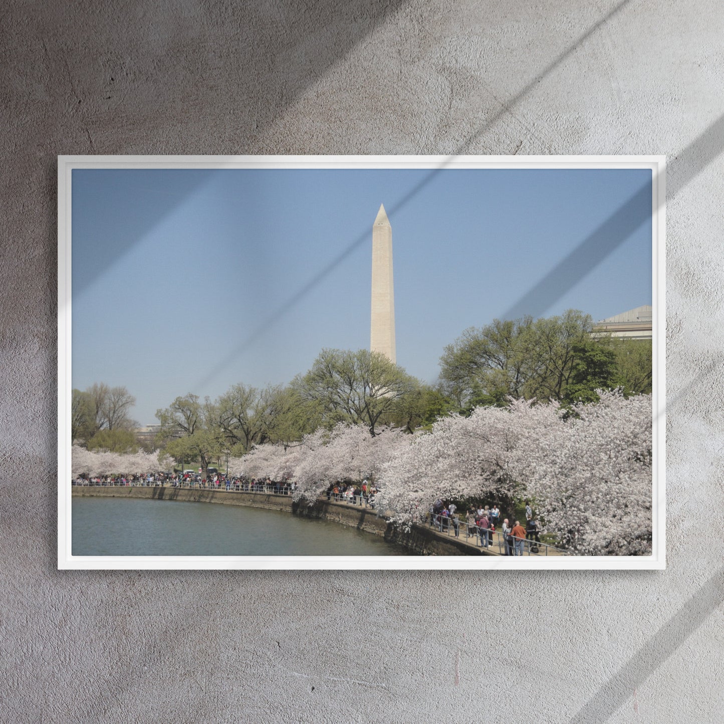 Cherry Blossoms Washington DC Framed Canvas - Pine Tree Frame
